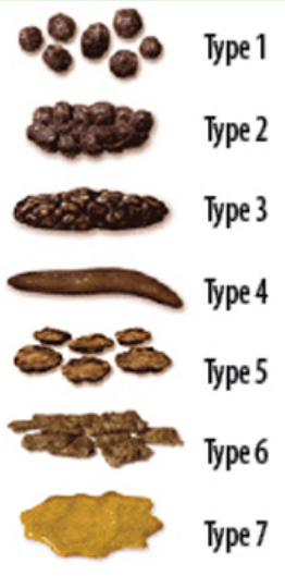 Bristol Stool Scale for Bowel Movements