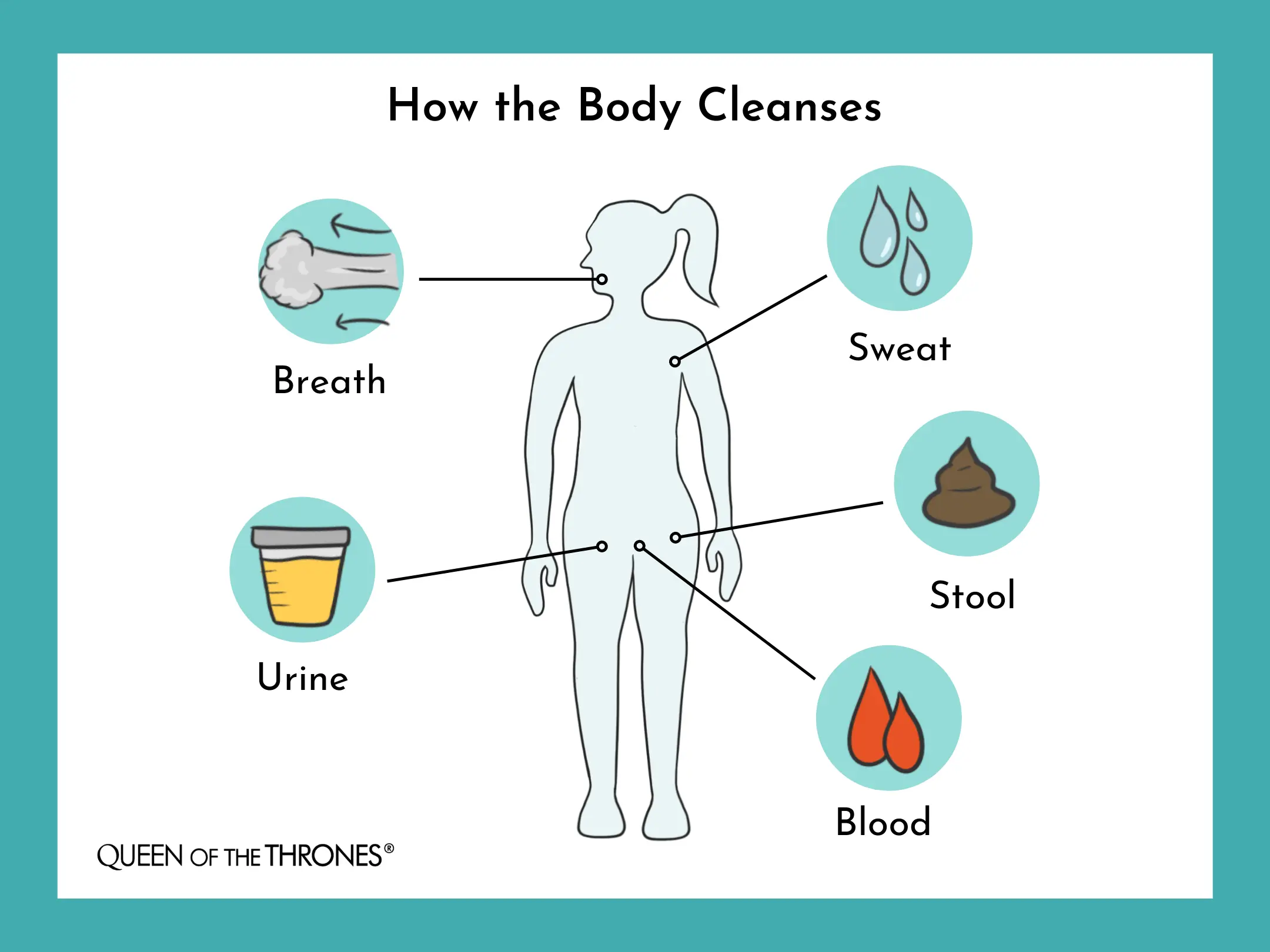 Discover with Queen of the Thrones®️ how the body cleanses