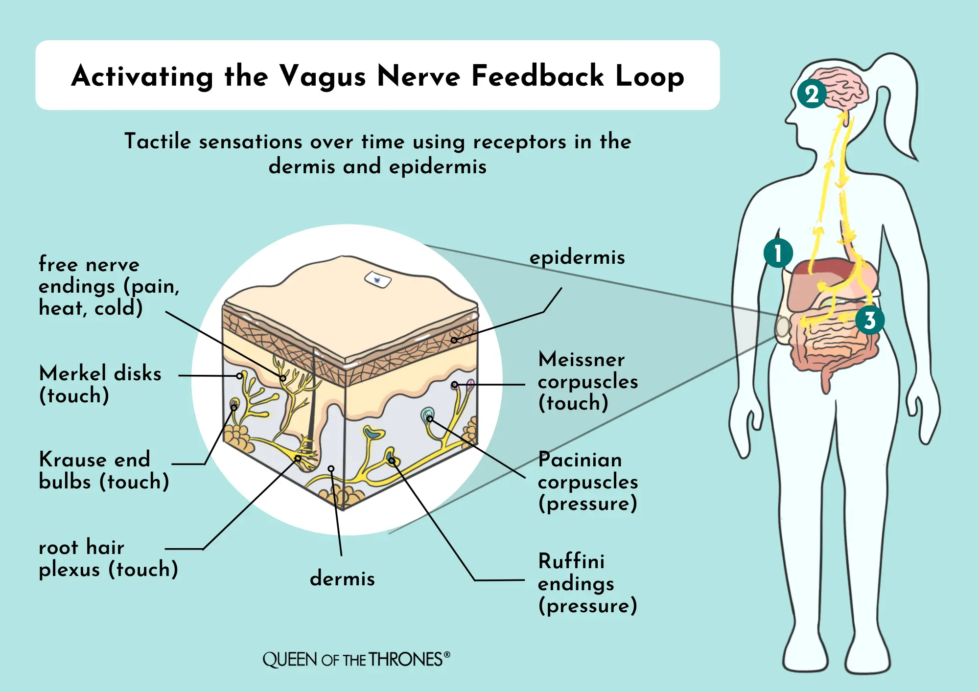 Queen of the Thrones Castor Oil Packs Help you to activate the Vagus Nerve feedback