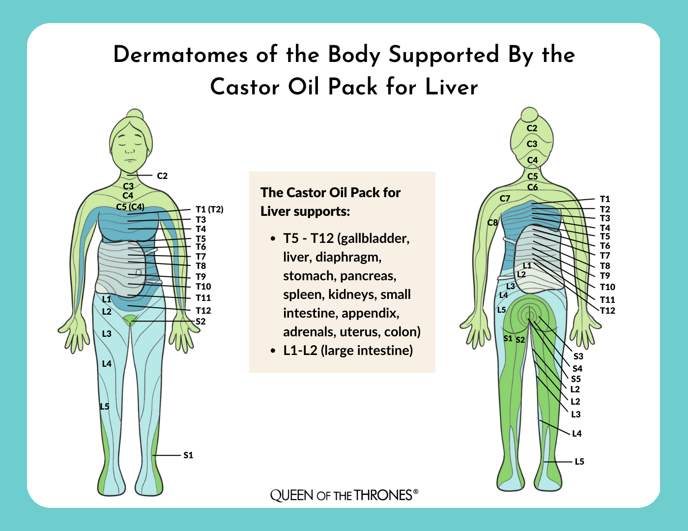 Dermatomes of the Body Supported by The Castor Oil Pack for Liver